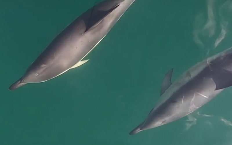 Smart Whale Sounds, Ireland