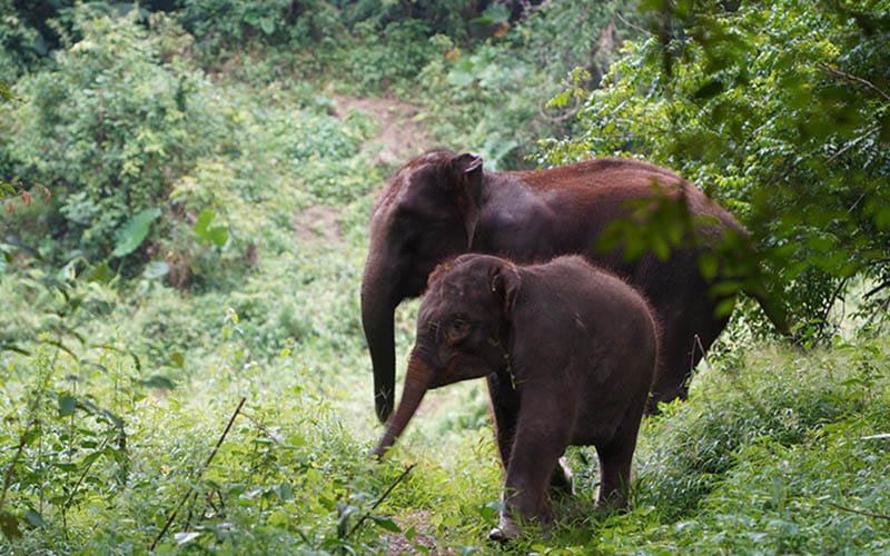 Creating A Tech Safety Net Because My Neighbors Are Elephants