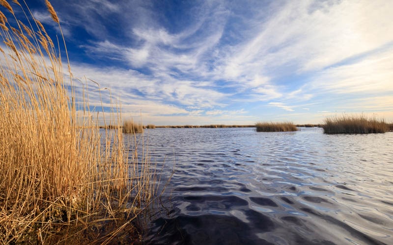 Nature Guardians: Battling Biodiversity Loss in Austria's Wetlands